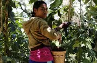 洪都拉斯咖啡豆挑选鉴别方法 洪都拉斯咖啡产地、风味和口感