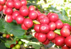 得天独厚的哥伦比亚 哥伦比亚咖啡主要出口国家贸易情况