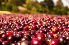 非洲肯尼亚AA咖啡品种介绍 非洲肯尼亚咖啡豆等级划分制度