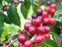叶尔莎处理厂出品的薇拉沙奇咖啡豆 哥斯达黎加COE第三名