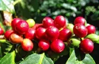尼加拉瓜隐密庄园产地信息介绍 水洗红色卡杜拉咖啡风味特点