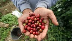 哥斯达黎加无限庄园产地信息介绍 黄蜜处理薇拉萨其咖啡风味特点