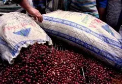 危地马拉安提瓜咖啡农协会APCA资料信息介绍 水洗卡杜拉咖啡风味