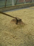 肯尼亚威立亚处理场（合作社）资料信息 肯尼亚AB咖啡豆处理流程