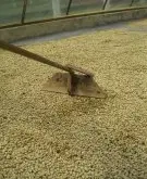 肯尼亚威立亚处理场（合作社）资料信息 肯尼亚AB咖啡豆处理流程