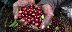 肯尼亚涅里Nyeri产区咖啡种植情况 肯尼亚Nyeri AB咖啡风味特点