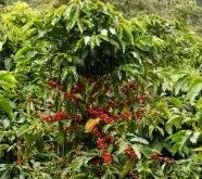 哥斯达黎加阿格爱丽丝庄园资料信息 2017WBC咖啡师大赛比赛用豆