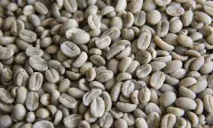 埃塞俄比亚咖法森林产区资料信息 迷你蜜Mini-Me 2017水洗咖啡豆