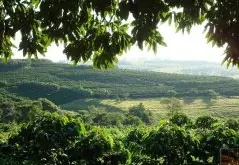 巴西COE优胜奖芒果树庄园资料信息 日晒黄卡杜艾与黄卡杜拉咖啡风