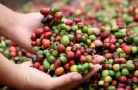 萨尔瓦多风铃草庄园种植情况介绍 萨尔瓦多圣安娜火山区咖啡特色