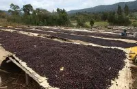 萨尔瓦多康科迪亚庄园资料信息 萨尔瓦多日晒豆强烈水果基调