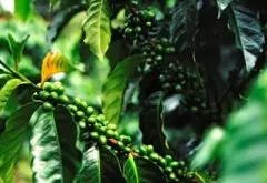 详细了解古早铁比卡咖啡豆和波旁咖啡豆的区别 最古老的咖啡