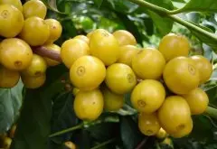 黄波旁咖啡豆名字的来源 黄色阿拉比卡咖啡豆叫什么