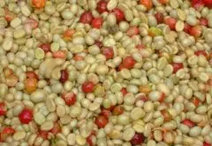 肯尼亚SL28品种和特点描述 2017WBC冠军用的咖啡豆种