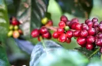 墨西哥恰帕斯咖啡产区资料信息 有机认证咖啡大国墨西哥崛起之路