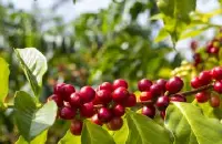 乌干达汐碧瀑布咖啡产区信息介绍 星巴克典藏系列乌干达咖啡故事