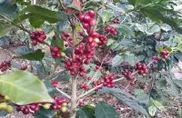 尼加拉瓜-山茶花庄园信息资料介绍 水洗卡杜拉咖啡风味口感