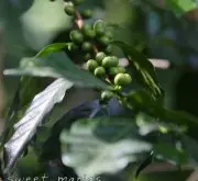 全世界最大有机咖啡生产地—东帝汶-艾美拉咖啡产区资料信息介绍