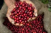 印尼瓦哈娜庄园咖啡风味口感介绍 拉苏娜曼特宁咖啡豆描述