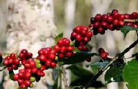 洪都拉斯圣塔芭芭拉产区圣文森处理厂信息资料 雨林保护认证咖啡
