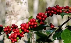 洪都拉斯圣塔芭芭拉产区圣文森处理厂信息资料 雨林保护认证咖啡
