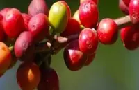 埃塞俄比亚海尔赛拉希-凯贝朵处理厂故事资料 水洗凯贝朵咖啡风味