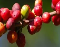 埃塞俄比亚海尔赛拉希-凯贝朵处理厂故事资料 水洗凯贝朵咖啡风味