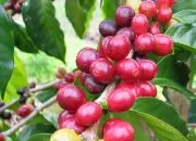 印尼苏门达腊亚齐省迦佑咖啡产区介绍 苏门答腊亚齐咖啡风味描述