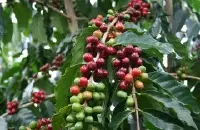 哥斯达黎加微风处理厂萨拉卡庄园信息 维拉罗伯黑蜜咖啡风味特点