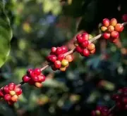 安提瓜赛拉亚家族圣克拉拉庄园生产处理的安提瓜咖啡风味口感介绍