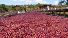 日晒肯亚咖啡小农Rungeto合作社 奇异处理厂AA咖啡风味口感介绍