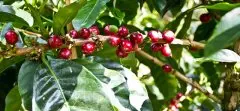 危地马拉新东方产区与番石榴平原庄园信息介绍 波旁蜜处理咖啡风