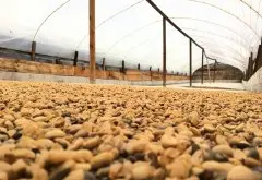 2016危地马拉COE第五名碧雅庄园介绍 拉斯米纳斯山脉精品咖啡庄园