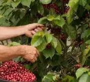 埃尔萨咖啡庄园自家加工处理咖啡COE获奖微批次咖啡认证