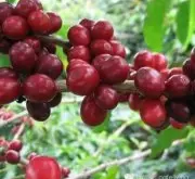 萨尔瓦多圣伊莲娜庄园蜜处理波旁介绍 圣安娜火山产区COE咖啡豆