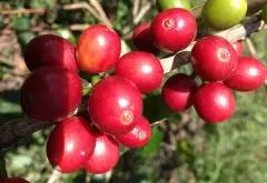 哥伦比亚多利马-芬卡圣路易斯庄园信息介绍 100%铁皮卡咖啡经典风