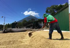 危地马拉圣塔克拉拉 Fredy Guarchaj庄园介绍 阿蒂特兰湖咖啡产区