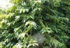 巴西波旁天然杂种Acaia咖啡豆介绍 巴西特有的咖啡豆介绍