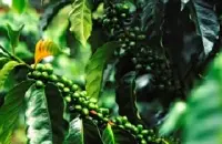 目前世界价值最高的咖啡庄园翡翠庄园 瑰夏咖啡传奇历程