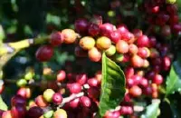 中国咖啡龙头企业后谷咖啡介绍 中国云南速溶咖啡制造企业