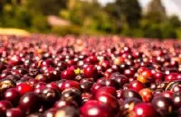 巴拿马波奎特紫玫瑰瑰夏含量40%精品咖啡豆介绍