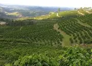 全面了解哥斯达黎加咖啡产区庄园和咖啡豆风味特色