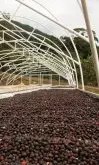 哥斯达黎加塔拉珠琵拉庄园La Pira介绍 有机认证咖啡生产庄园
