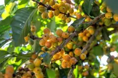 哥斯达黎加Canet庄园 哥斯达黎加贝多芬黄卡杜艾品种咖啡豆风味