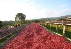 危地马拉阿卡特南果黑娜若庄园日晒咖啡豆的独特风味