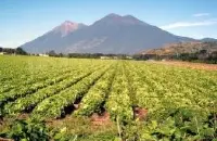 瓜地马拉安提瓜咖啡业兴亡史 起起伏伏的极品咖啡