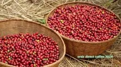 埃塞俄比亚最知名咖啡产区之西达摩Sidamo产区丁图村Dintu介绍