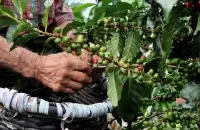 危地马拉基切省El Quiché睡美人庄园Finca La Perla咖啡种植介绍