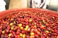 埃塞俄比亚古吉产区Guji阿贝叶小农咖啡起源发展历史介绍