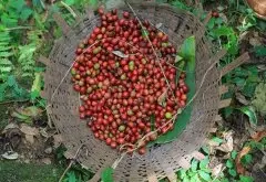 埃塞俄比亚 Gedeb处理厂信息资料  Asasa水洗耶加雪菲G1咖啡介绍